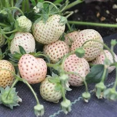 Клубника АНАНАСА ремонтантная в Махачкале