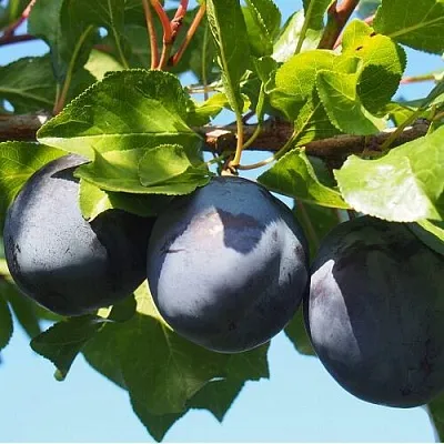 Слива ВОЛАТ  Слива ВОЛАТ в Махачкале