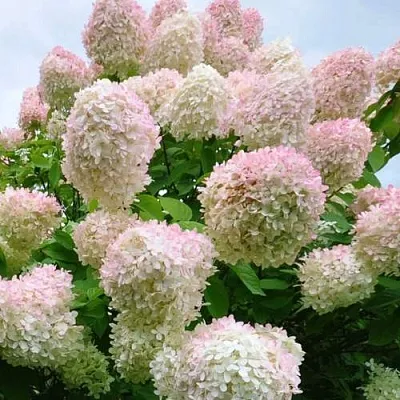 Гортензия ГРАНДИФЛОРА метельчатая  Гортензия ГРАНДИФЛОРА метельчатая в Махачкале