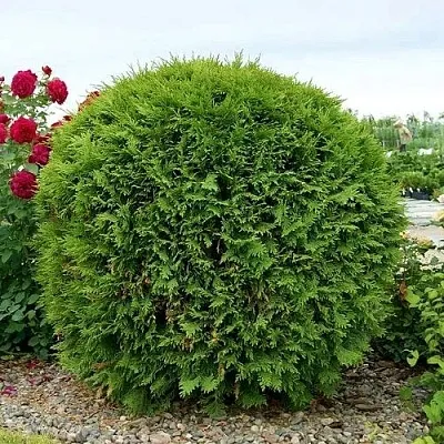 Туя ВУДВАРДИ западная  Туя ВУДВАРДИ западная в Махачкале