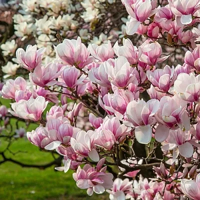 Магнолия  Магнолия в Махачкале