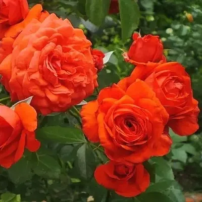 Саженцы роз МАЙНТАУЭР плетистая  Саженцы роз МАЙНТАУЭР плетистая в Махачкале