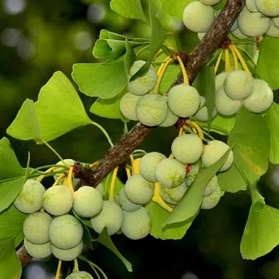 Гинкго билоба в Махачкале