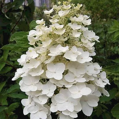 Гортензия КИУШУ метельчатая  Гортензия КИУШУ метельчатая в Махачкале