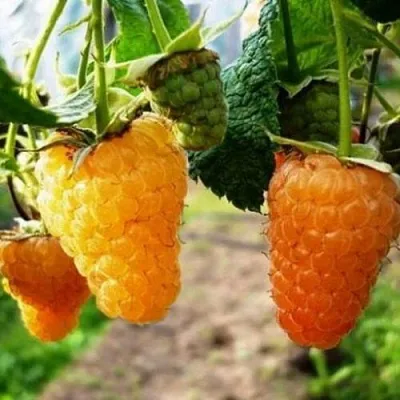 Малина ОРАНЖЕВОЕ ЧУДО  Малина ОРАНЖЕВОЕ ЧУДО в Махачкале