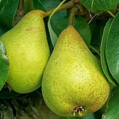 Груша Г-6 колонновидная  Груша Г-6 колонновидная в Махачкале