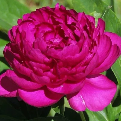 Пион БАРХАТ НОЧИ травянистый  Пион БАРХАТ НОЧИ травянистый в Махачкале