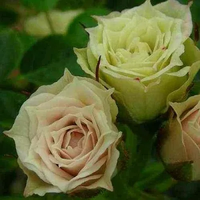 Саженцы роз ГРИН ДАЙМОНД миниатюрная  Саженцы роз ГРИН ДАЙМОНД миниатюрная в Махачкале