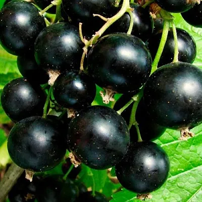 Чёрная в Махачкале