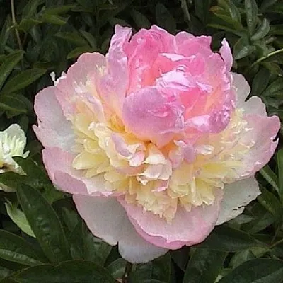 Пион РАСБЕРРИ САНДЕЙ травянистый  Пион РАСБЕРРИ САНДЕЙ травянистый в Махачкале