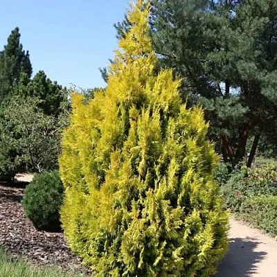 Туя СТОУНХАМ ГОЛД складчатая  Туя СТОУНХАМ ГОЛД складчатая в Махачкале