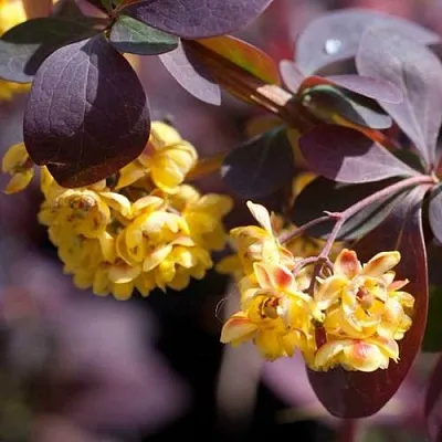 Барбарис  Барбарис в Махачкале