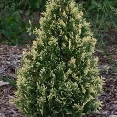 Туя БРАБАНТ ВАРИЕГАТТА западная — описание сорта Туя БРАБАНТ ВАРИЕГАТТА западная в Махачкале