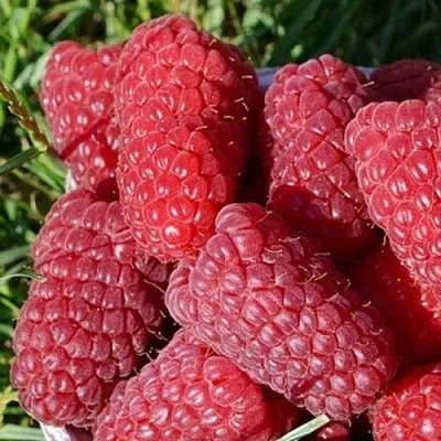 Малина САМОСВАЛ  Малина САМОСВАЛ в Махачкале