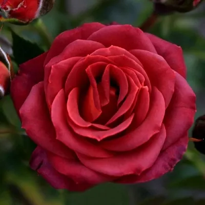 Саженцы роз ЧОКОЧИНО спрей в Махачкале