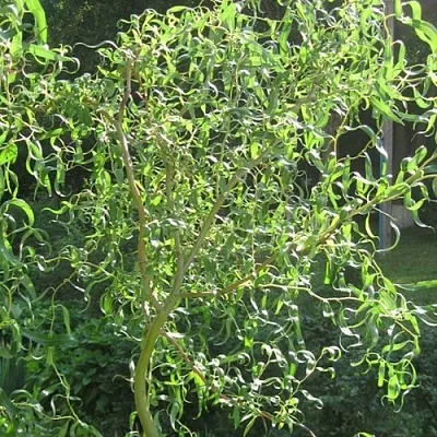 Ива МАТСУДАНА  Ива МАТСУДАНА в Махачкале