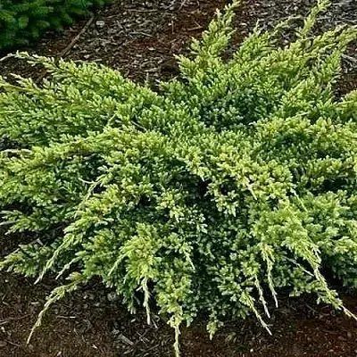 Можжевельник ДРИМ ДЖОЙ чешуйчатый  Можжевельник ДРИМ ДЖОЙ чешуйчатый в Махачкале