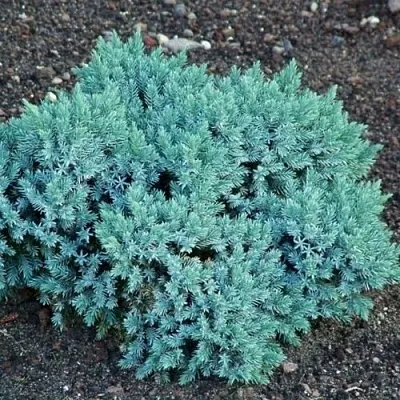 Можжевельник БЛЮ СТАР чешуйчатый  Можжевельник БЛЮ СТАР чешуйчатый в Махачкале