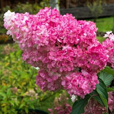 Гортензия МЕГА МИНДИ метельчатая  Гортензия МЕГА МИНДИ метельчатая в Махачкале