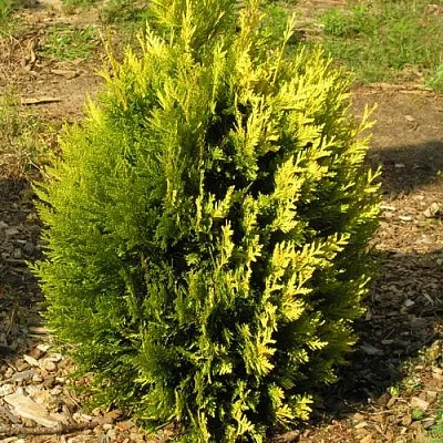 Туя КОППЕР ГОЛД западная  Туя КОППЕР ГОЛД западная в Махачкале