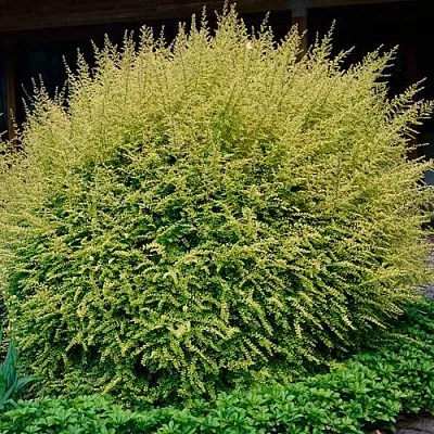 Жимолость  Жимолость в Махачкале