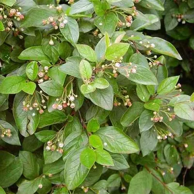 Кизильник блестящий — описание сорта Кизильник блестящий в Махачкале