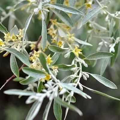 Лох  Лох в Махачкале