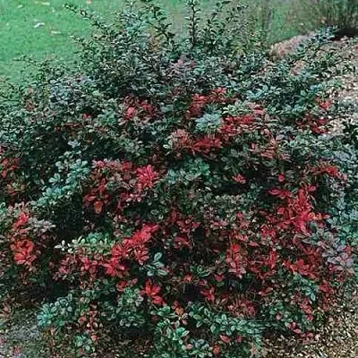 Барбарис РЕД ДЖЕВЕЛ средний   Барбарис РЕД ДЖЕВЕЛ средний  в Махачкале