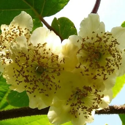 Актинидия АТЛАС (МУЖСКОЙ)  Актинидия АТЛАС (МУЖСКОЙ) в Махачкале