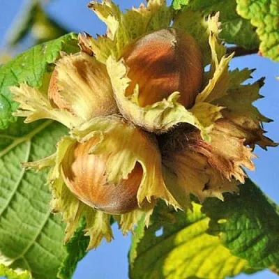 Фундук ТОНДА РОМАНА  Фундук ТОНДА РОМАНА в Махачкале