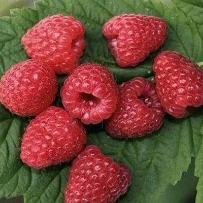 Малина ЗЮГАНА  Малина ЗЮГАНА в Махачкале