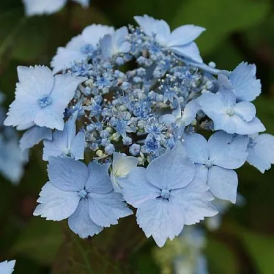 Гортензия БЛЮ ДЕКЛ пильчатая  Гортензия БЛЮ ДЕКЛ пильчатая в Махачкале