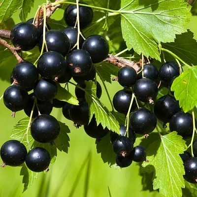 Смородина чёрная БЕЛОРУССКАЯ СЛАДКАЯ в Махачкале