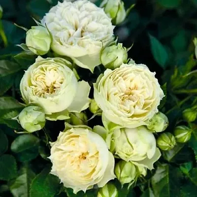 Саженцы роз БЛАНШЕТТ спрей в Махачкале