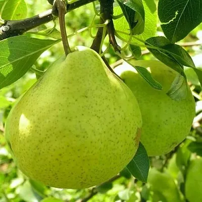 Груша ДАЛИКОР колонновидная  Груша ДАЛИКОР колонновидная в Махачкале