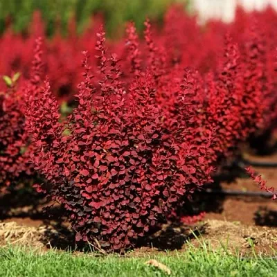 Барбарис ОРАНЖ РОКЕТ тунберга  Барбарис ОРАНЖ РОКЕТ тунберга в Махачкале