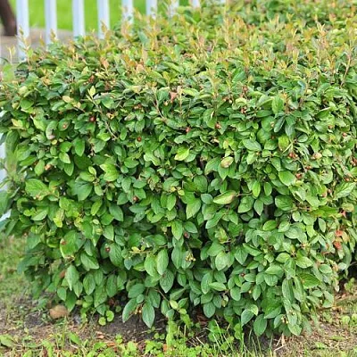 Кизильник блестящий в Махачкале