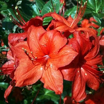 Азалия ДОЛОРОСО листопадная  Азалия ДОЛОРОСО листопадная в Махачкале