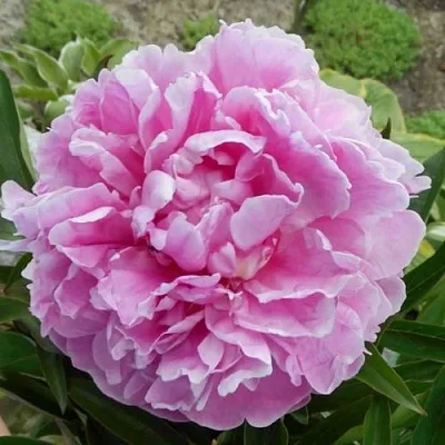 Пион РИМ травянистый  Пион РИМ травянистый в Махачкале