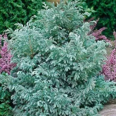 Кипарисовик БУЛЕВАРД горохоплодный  Кипарисовик БУЛЕВАРД горохоплодный в Махачкале