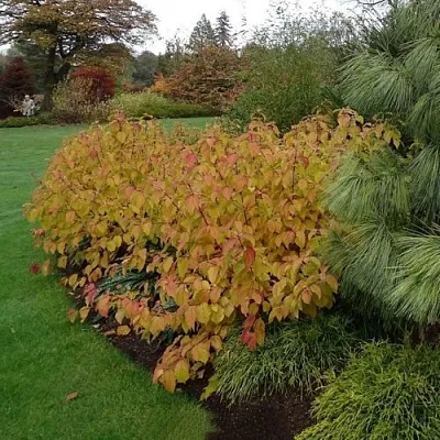 Дерен  АННА ВИНТЕР ОРАНЖ кроваво-красный    Дерен  АННА ВИНТЕР ОРАНЖ кроваво-красный   в Махачкале