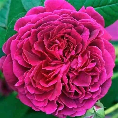 Саженцы роз ВИЛЬЯМ ШЕКСПИР английская в Махачкале