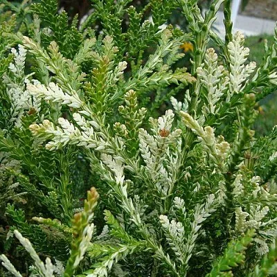 Туевик ВАРИЕГАТА долотовидный   Туевик ВАРИЕГАТА долотовидный  в Махачкале