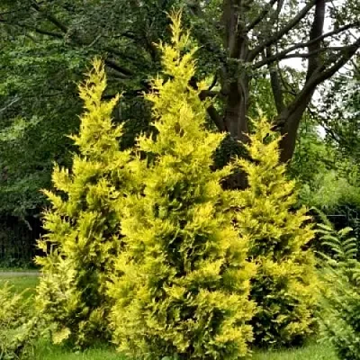 Туя ГОЛДЕН БРАБАНТ западная  Туя ГОЛДЕН БРАБАНТ западная в Махачкале