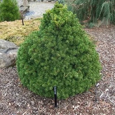 Ель ТОМПА обыкновенная  Ель ТОМПА обыкновенная в Махачкале