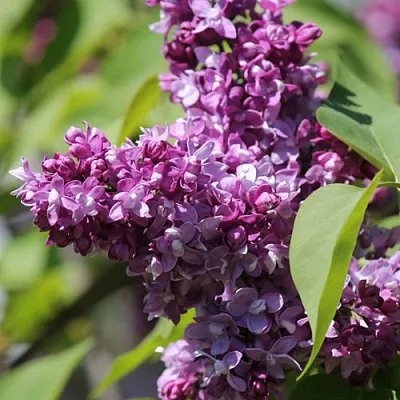 Сирень ИЗОБИЛИЕ в Махачкале