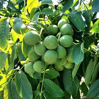 Грецкий орех  ИЗЯЩНЫЙ  Грецкий орех  ИЗЯЩНЫЙ в Махачкале