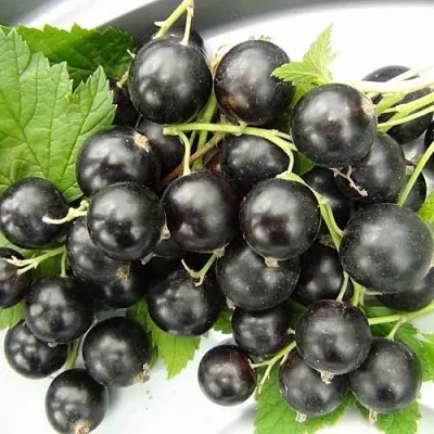 Смородина черная ТИТАНИЯ в Махачкале