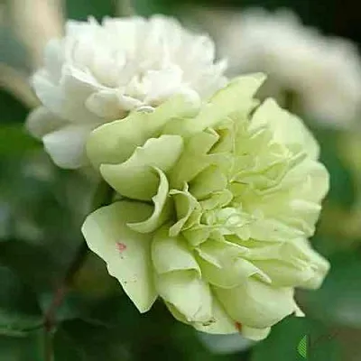 Саженцы роз ГРИН АЙС миниатюрная  Саженцы роз ГРИН АЙС миниатюрная в Махачкале