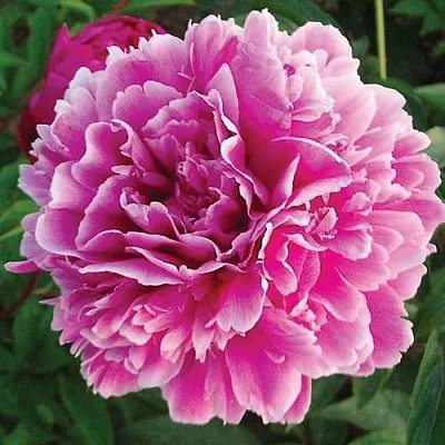 Пион ПУРПУРНАЯ ФЕЕРИЯ травянистый  Пион ПУРПУРНАЯ ФЕЕРИЯ травянистый в Махачкале